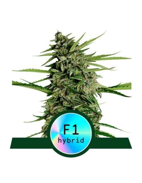 Royal Queen Seeds - Orion F1 Auto - 1