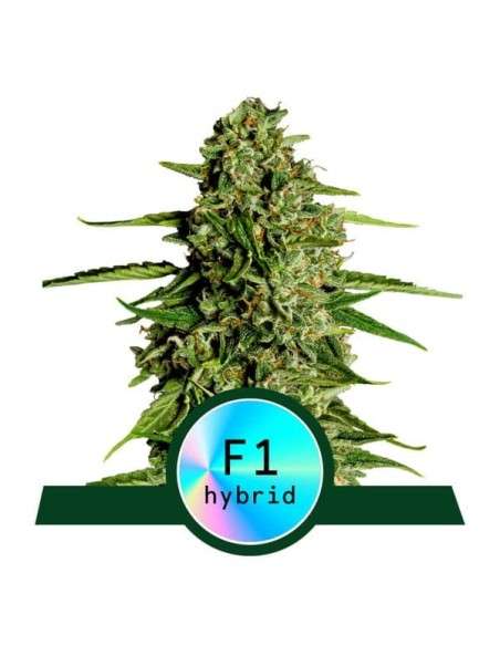 Royal Queen Seeds - Medusa F1 Auto - 1