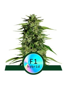 Royal Queen Seeds - Hyperion F1 Auto - 1