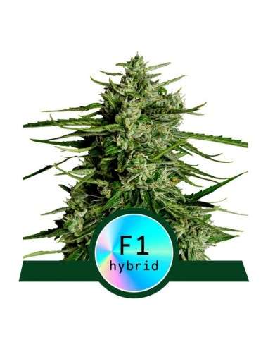Royal Queen Seeds - Titan F1 Auto - 1
