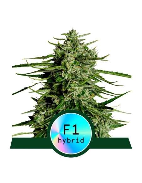 Royal Queen Seeds - Titan F1 Auto - 1