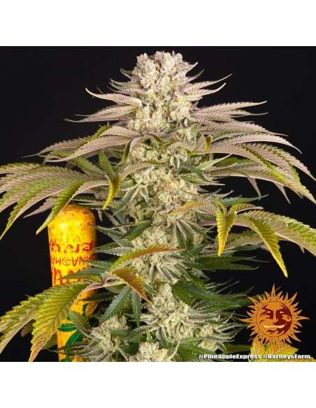 Barney's Farm - Pineapple Express - 1