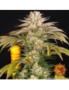 Barney's Farm - Pineapple Express - 1