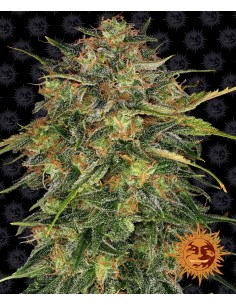 Barney's Farm - Cheese - 1