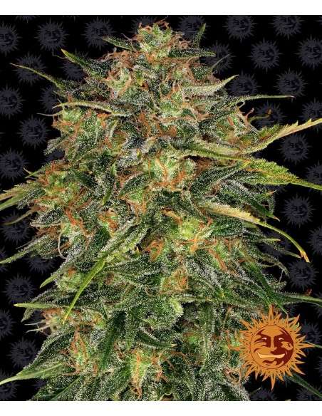 Barney's Farm - Cheese - 1