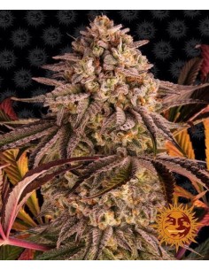 Barney's Farm - Blue Sunset Sherbert - 1