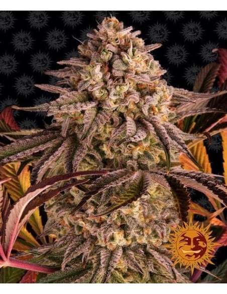 Barney's Farm - Blue Sunset Sherbert - 1