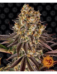 Barney's Farm - Gelato 45 - 1