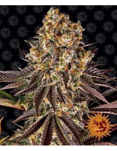 Barney's Farm - Gelato 45 - 1
