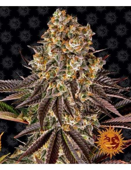 Barney's Farm - Gelato 45 - 1