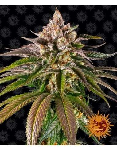 Barney's Farm - Kush Mintz - 1