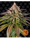 Barney's Farm - Kush Mintz - 1