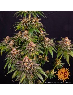 Barney's Farm - Kush Mintz - 1 2