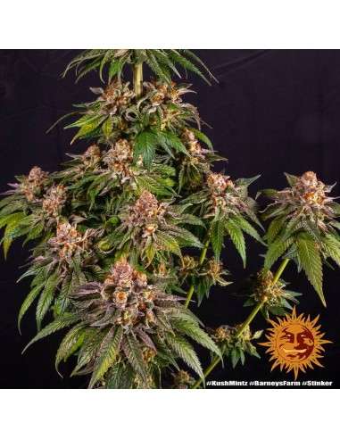 Barney's Farm - Kush Mintz - 2