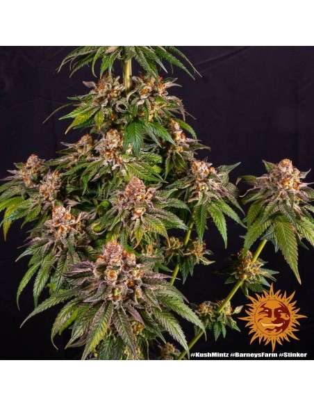 Barney's Farm - Kush Mintz - 2