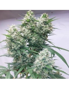 Ace Seeds - Zenith - 1