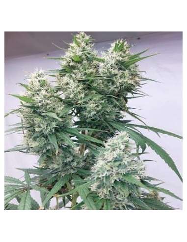 Ace Seeds - Zenith - 1