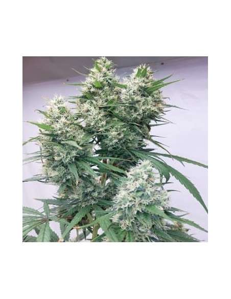 Ace Seeds - Zenith - 1