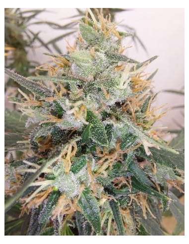 Ace Seeds - Panama A5 Haze - 1