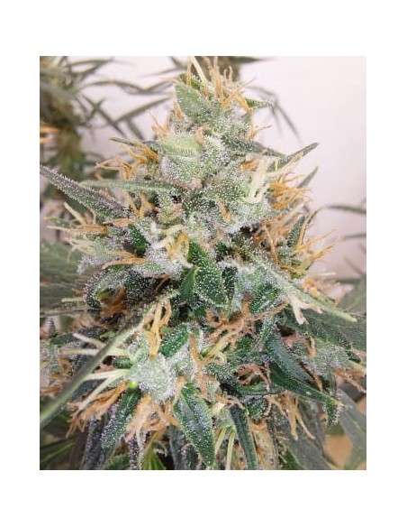 Ace Seeds - Panama A5 Haze - 1