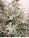 Ace Seeds - Panama A5 Haze - 1