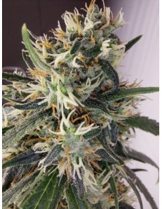 Ace Seeds - Panama A5 Haze - 1 2