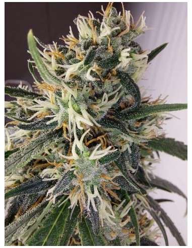 Ace Seeds - Panama A5 Haze - 2
