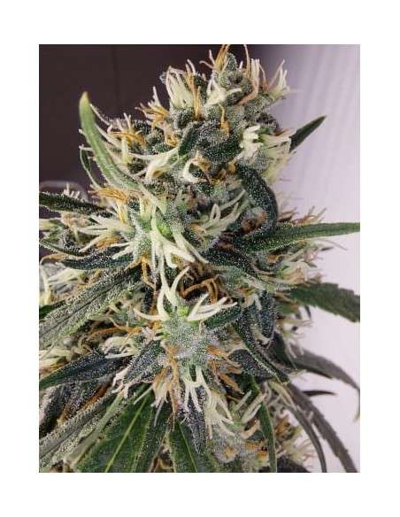 Ace Seeds - Panama A5 Haze - 2