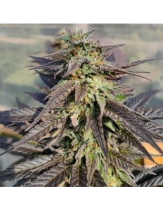 Ace Seeds - Zamaldelica X Kali China - 1