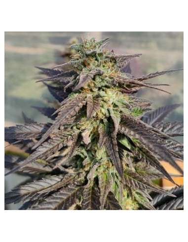 Ace Seeds - Zamaldelica X Kali China - 1