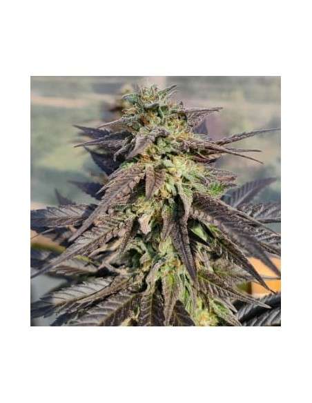 Ace Seeds - Zamaldelica X Kali China - 1