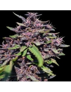 Ace Seeds - Panama X PCK - 1