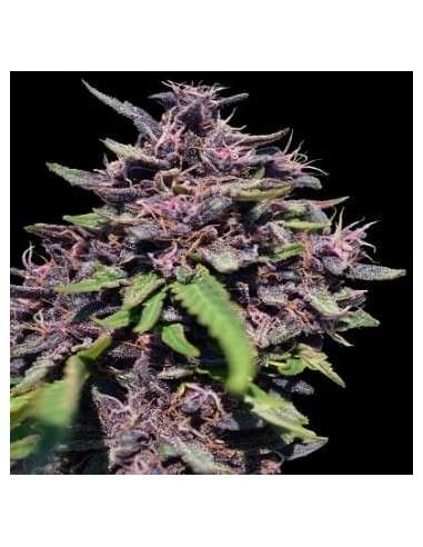 Ace Seeds - Panama X PCK - 1