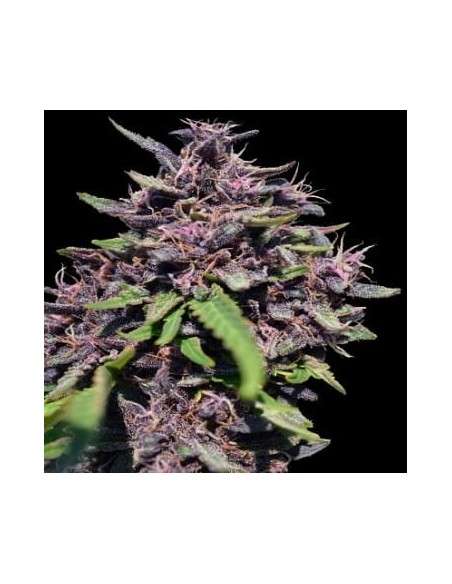 Ace Seeds - Panama X PCK - 1