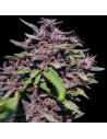 Ace Seeds - Panama X PCK - 1