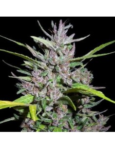 Ace Seeds - Honduras X Panama - 1