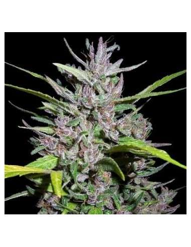 Ace Seeds - Honduras X Panama - 1
