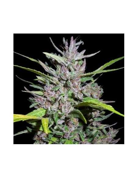 Ace Seeds - Honduras X Panama - 1