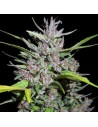 Ace Seeds - Honduras X Panama - 1