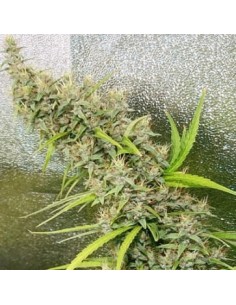 Ace Seeds - Thai X Panama - 1
