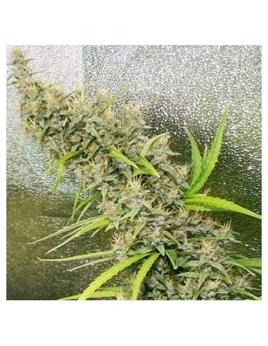 Ace Seeds - Thai X Panama - 1