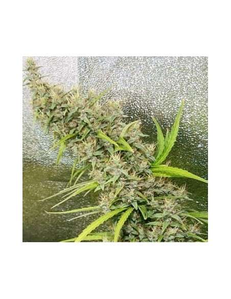 Ace Seeds - Thai X Panama - 1