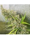 Ace Seeds - Thai X Panama - 1
