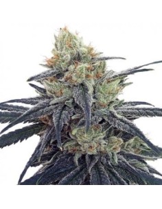 Ace Seeds - CBD 1 - 1