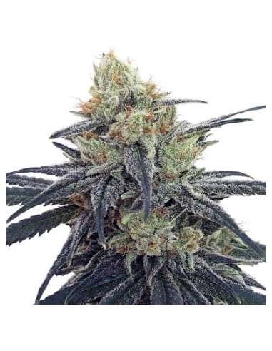 Ace Seeds - CBD 1 - 1