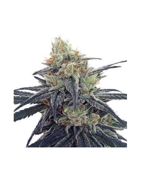Ace Seeds - CBD 1 - 1