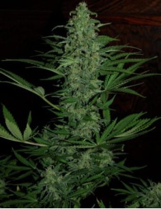 Ace Seeds - Zamaldelica Auto - 1