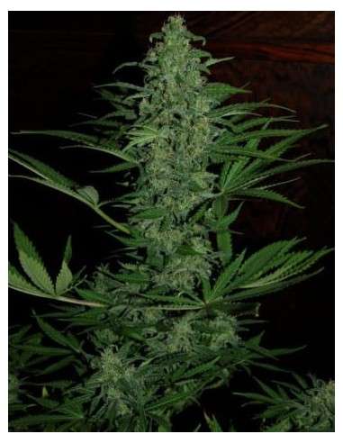 Ace Seeds - Zamaldelica Auto - 1