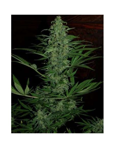Ace Seeds - Zamaldelica Auto - 1