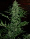 Ace Seeds - Zamaldelica Auto - 1
